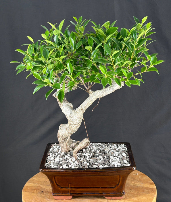 Trained Ficus Retusa Bonsai Tree - (ficus retusa)