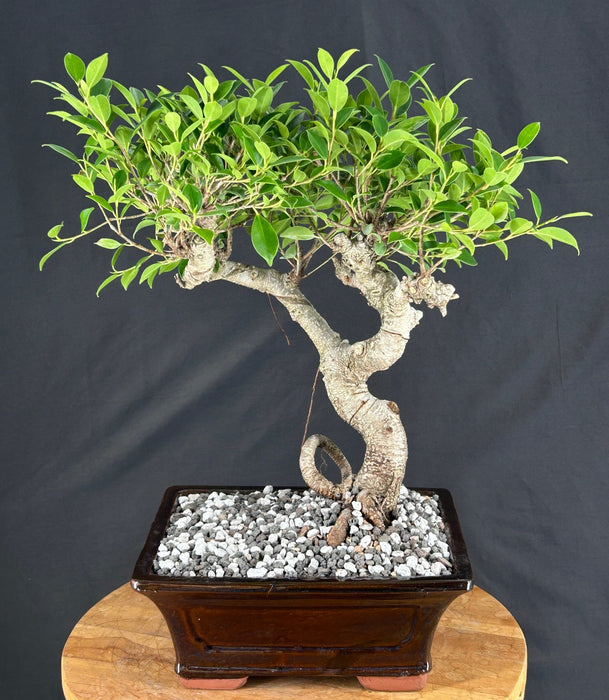 Trained Ficus Retusa Bonsai Tree - (ficus retusa)