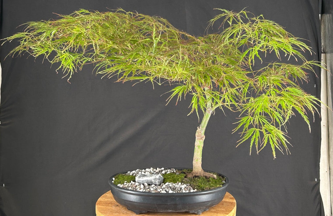 Crimson Queen Japanese Maple - (Acer palmatum var. dissectum 'Crimson Queen')
