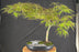 Crimson Queen Japanese Maple - (Acer palmatum var. dissectum 'Crimson Queen')