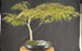 Crimson Queen Japanese Maple - (Acer palmatum var. dissectum 'Crimson Queen')