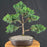 Trained Shimpaku Juniper Bonsai Tree - (juniper chinensis 'shimpaku')