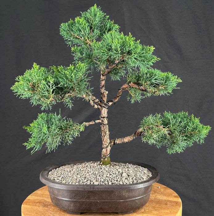 Trained Shimpaku Juniper Bonsai Tree - (juniper chinensis 'shimpaku')