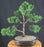 Trained Shimpaku Juniper Bonsai Tree - (juniper chinensis 'shimpaku')
