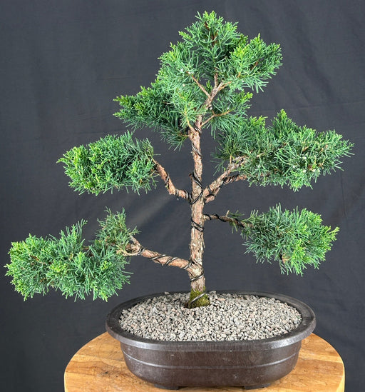 Trained Shimpaku Juniper Bonsai Tree - (juniper chinensis 'shimpaku')