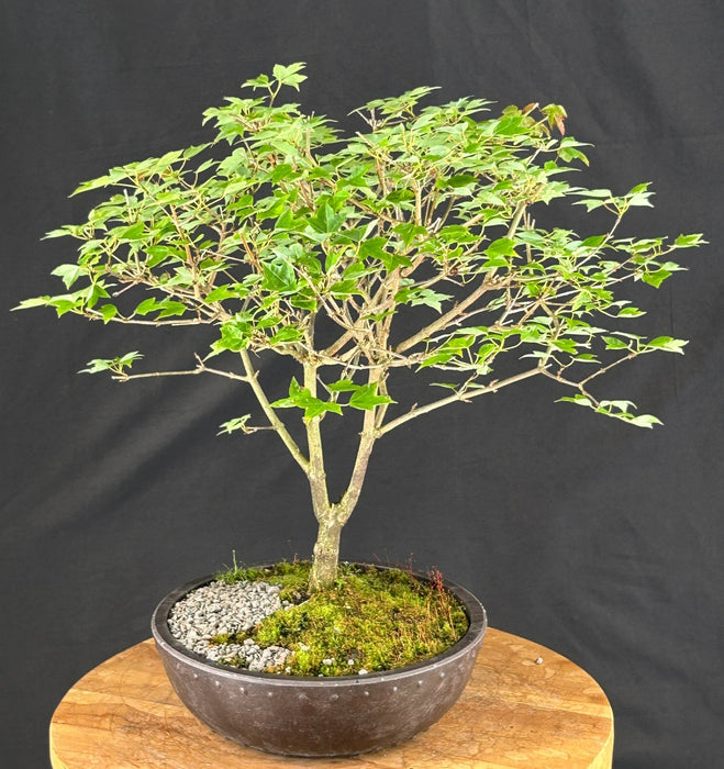 Trident Maple Bonsai Tree - (acer buergerianum)