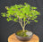 Trident Maple Bonsai Tree - (acer buergerianum)