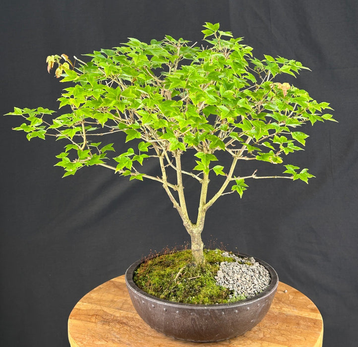 Trident Maple Bonsai Tree - (acer buergerianum)