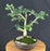 Trained Ginkgo Bonsai Tree - (Ginkgo biloba ‘Mariken’)