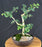 Trained Ginkgo Bonsai Tree - (Ginkgo biloba ‘Mariken’)