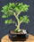 Reversion Japanese Kingsville Boxwood Bonsai Tree - (buxus microphylla compacta)