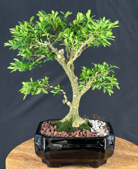 Reversion Japanese Kingsville Boxwood Bonsai Tree - (buxus microphylla compacta)
