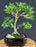 Reversion Japanese Kingsville Boxwood Bonsai Tree - (buxus microphylla compacta)
