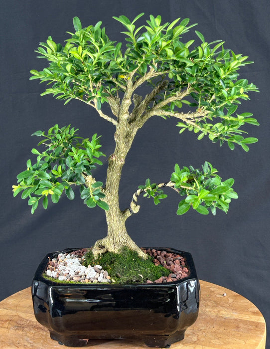 Reversion Japanese Kingsville Boxwood Bonsai Tree - (buxus microphylla compacta)