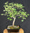 Montpellier Maple Bonsai Tree - (Acer monspessulanum)