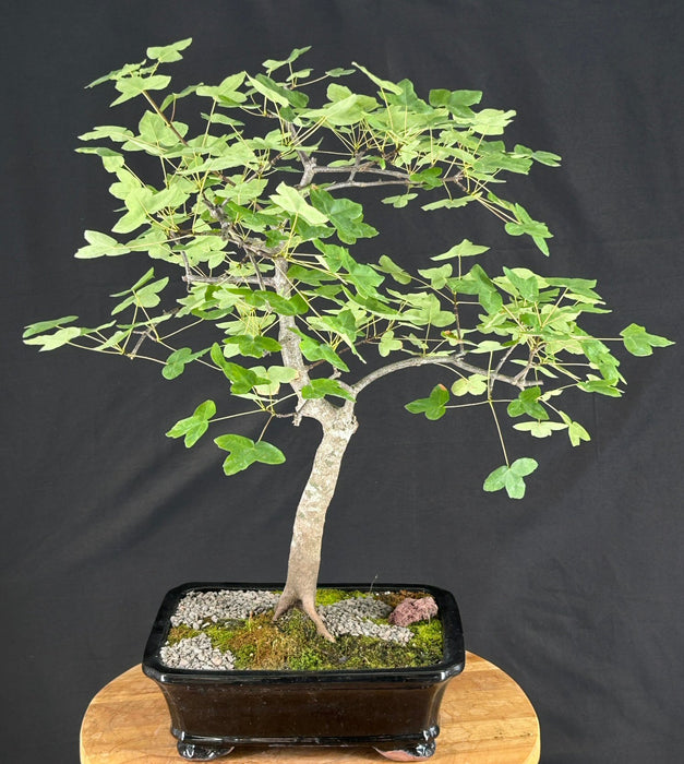 Montpellier Maple Bonsai Tree - (Acer monspessulanum)