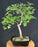 Montpellier Maple Bonsai Tree - (Acer monspessulanum)