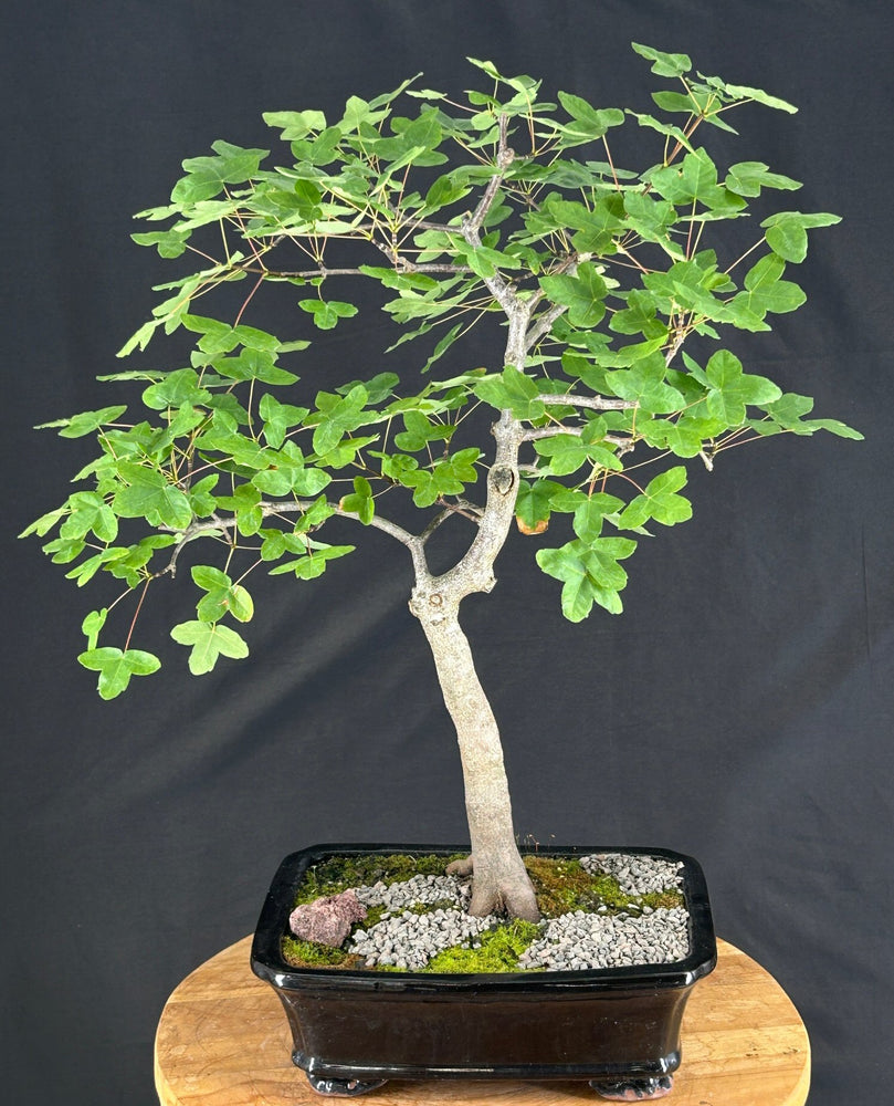 Montpellier Maple Bonsai Tree - (Acer monspessulanum)