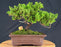 Juniper Bonsai Tree - Trained - (juniper procumbens nana)