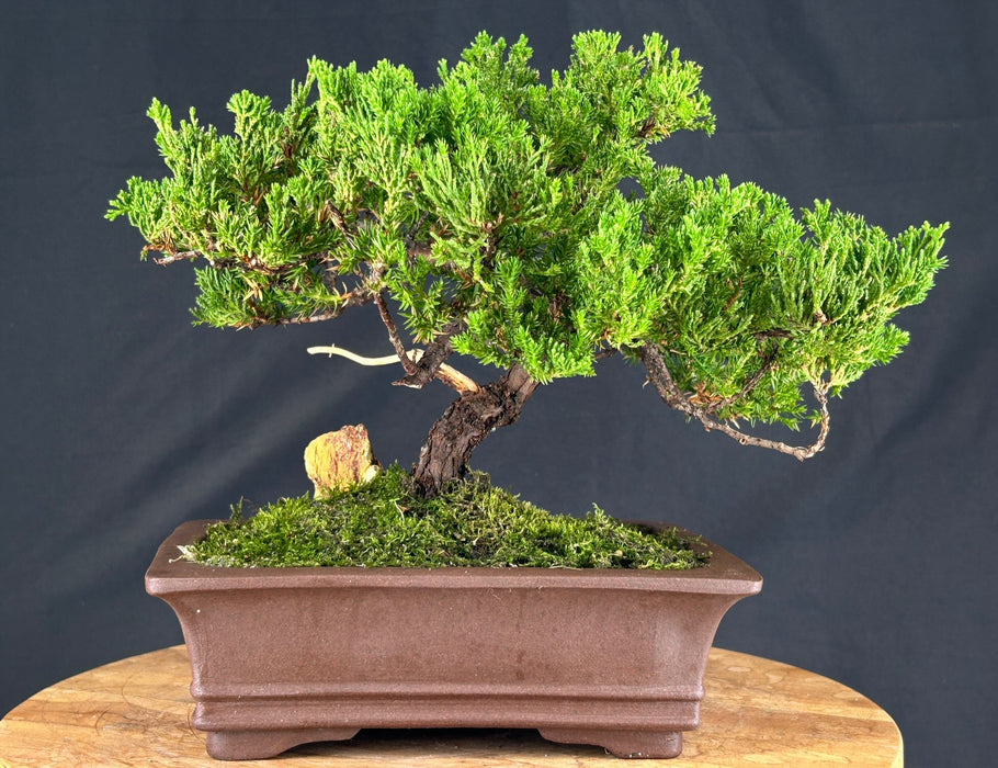 Juniper Bonsai Tree - Trained - (juniper procumbens nana)