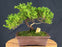 Juniper Bonsai Tree - Trained - (juniper procumbens nana)