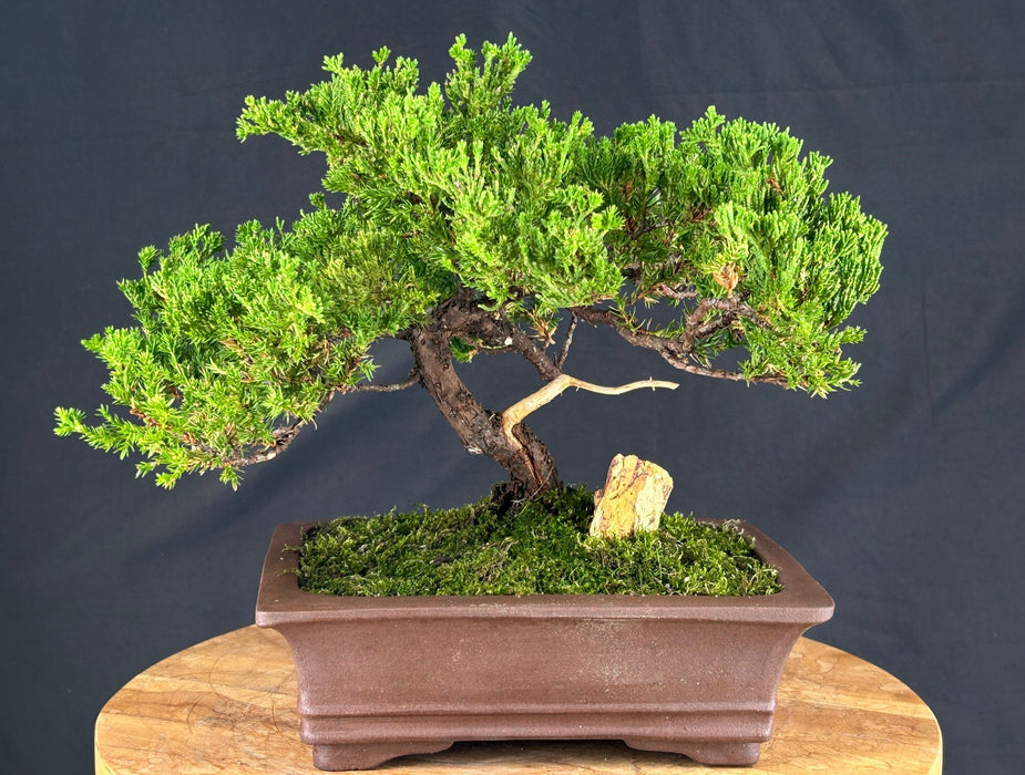 Juniper Bonsai Tree - Trained - (juniper procumbens nana)