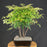 Gulf Stream Heavenly Bamboo Bonsai Tree - (Nandina domestica 'Gulf Stream')