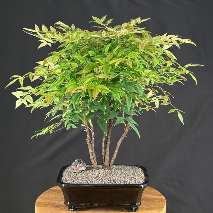 Gulf Stream Heavenly Bamboo Bonsai Tree - (Nandina domestica 'Gulf Stream')