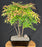 Gulf Stream Heavenly Bamboo Bonsai Tree - (Nandina domestica 'Gulf Stream')