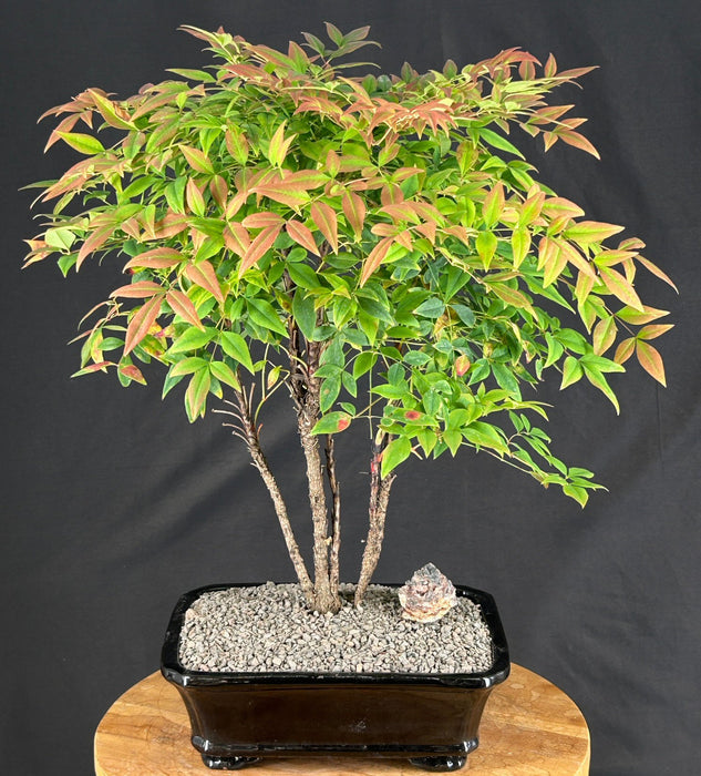Gulf Stream Heavenly Bamboo Bonsai Tree - (Nandina domestica 'Gulf Stream')