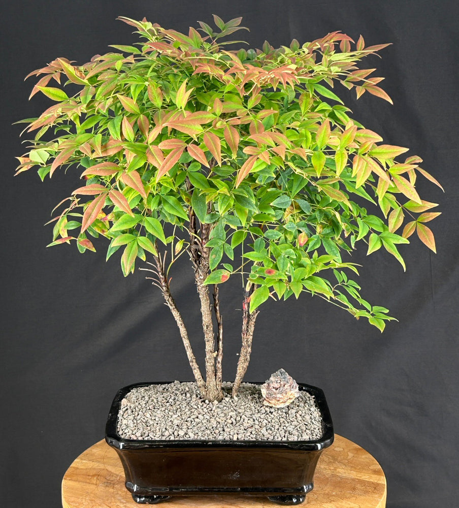 Gulf Stream Heavenly Bamboo Bonsai Tree - (Nandina domestica 'Gulf Stream')