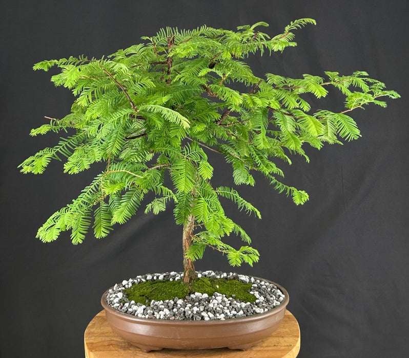 Trained Redwood Bonsai Tree - (metasequoia glyptostroboides)