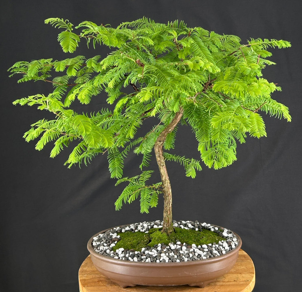 Trained Redwood Bonsai Tree - (metasequoia glyptostroboides)