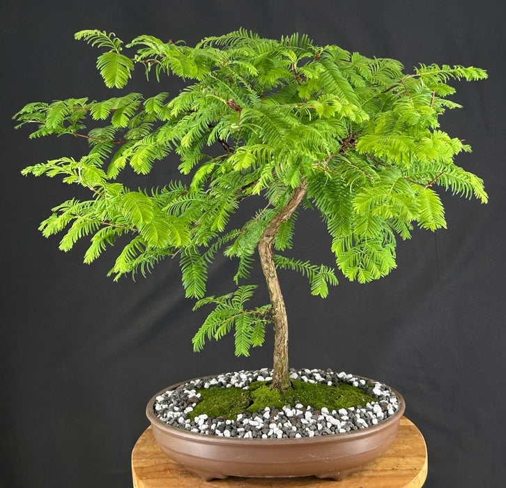 Trained Redwood Bonsai Tree - (metasequoia glyptostroboides)