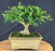Harland Boxwood Bonsai Tree - (Buxus harlandii)