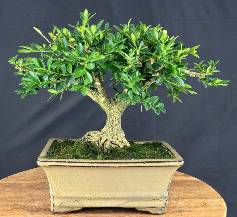 Harland Boxwood Bonsai Tree - (Buxus harlandii)