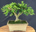 Harland Boxwood Bonsai Tree - (Buxus harlandii)