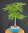 Trained Japanese Green Maple Bonsai Tree - (acer palmatum)
