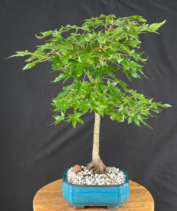 Trained Japanese Green Maple Bonsai Tree - (acer palmatum)