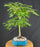 Trained Japanese Green Maple Bonsai Tree - (acer palmatum)