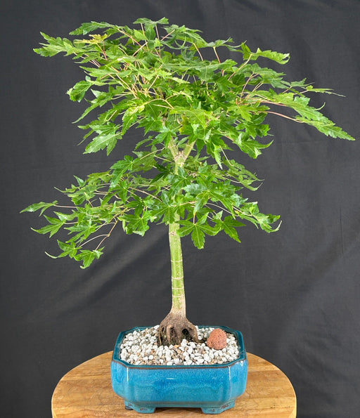 Trained Japanese Green Maple Bonsai Tree - (acer palmatum)