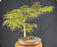 Crimson Queen Japanese Maple - (Acer palmatum var. dissectum 'Crimson Queen')