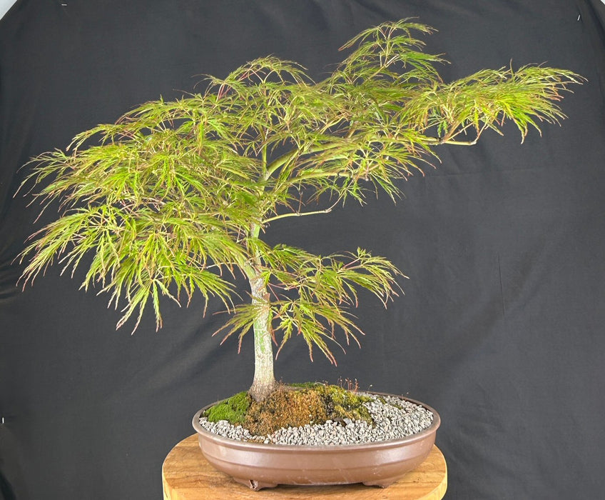 Crimson Queen Japanese Maple - (Acer palmatum var. dissectum 'Crimson Queen')
