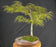 Crimson Queen Japanese Maple - (Acer palmatum var. dissectum 'Crimson Queen')