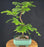 Trained Redwood Bonsai Tree - (metasequoia glyptostroboides)