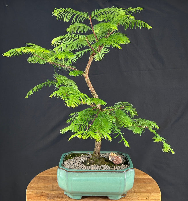 Trained Redwood Bonsai Tree - (metasequoia glyptostroboides)