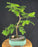 Trained Redwood Bonsai Tree - (metasequoia glyptostroboides)
