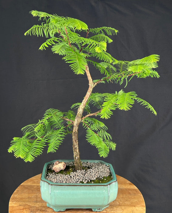Trained Redwood Bonsai Tree - (metasequoia glyptostroboides)