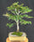 Dwarf European Beech Bonsai Tree - (Fagus sylvatica 'Sandrode')