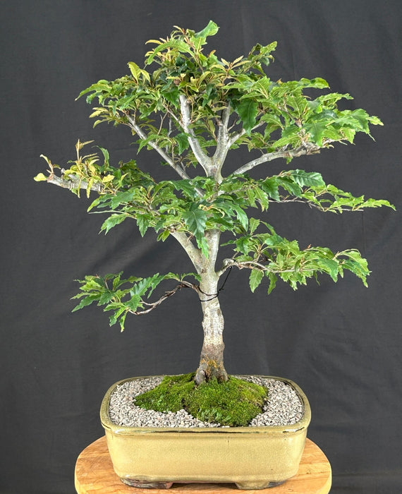 Dwarf European Beech Bonsai Tree - (Fagus sylvatica 'Sandrode')